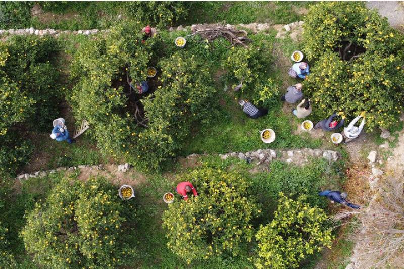 آب لیمو برای باغدار نان نمی شود